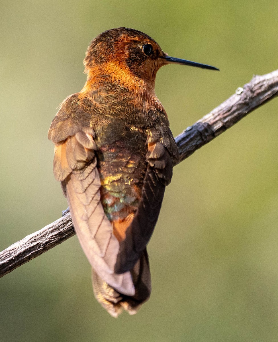 kolibřík duhovohřbetý - ML618550110