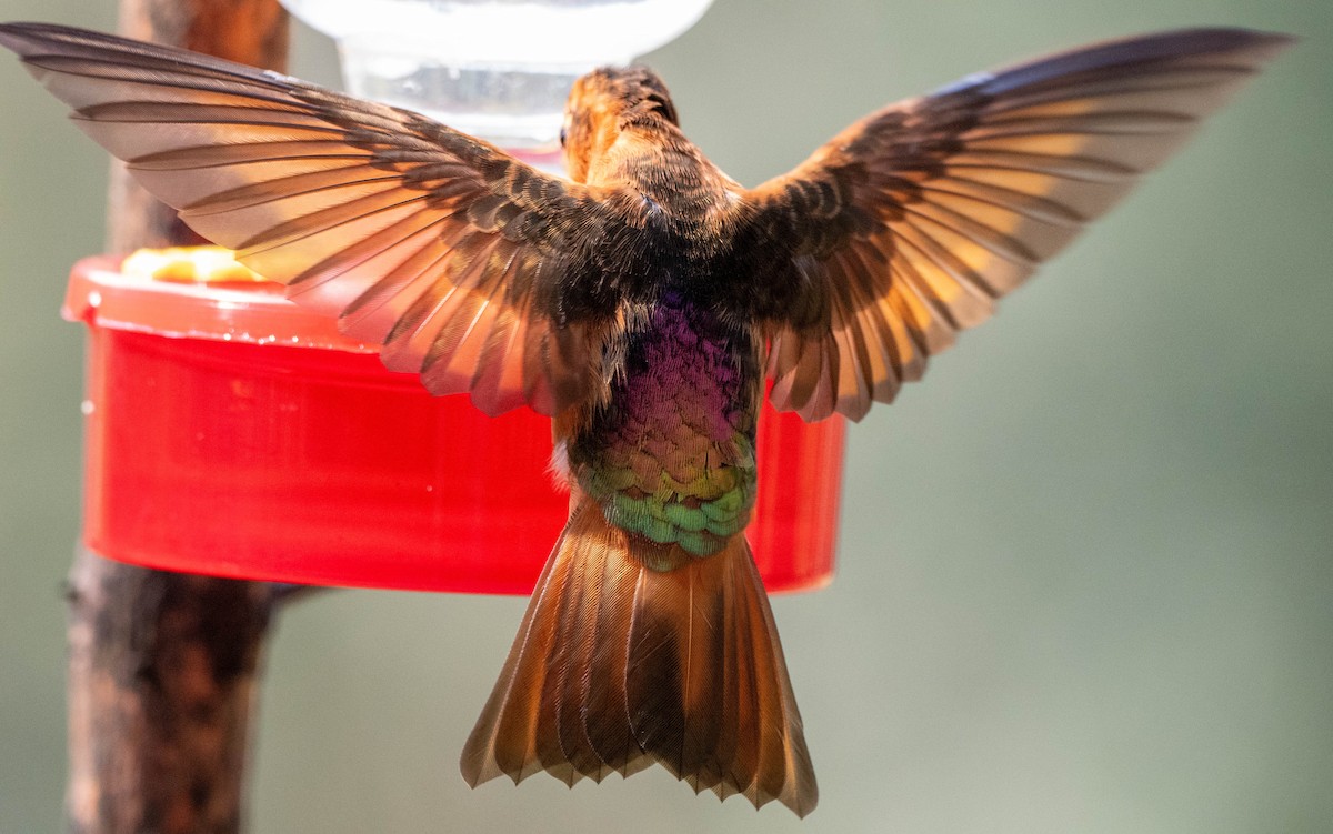 kolibřík duhovohřbetý - ML618550111