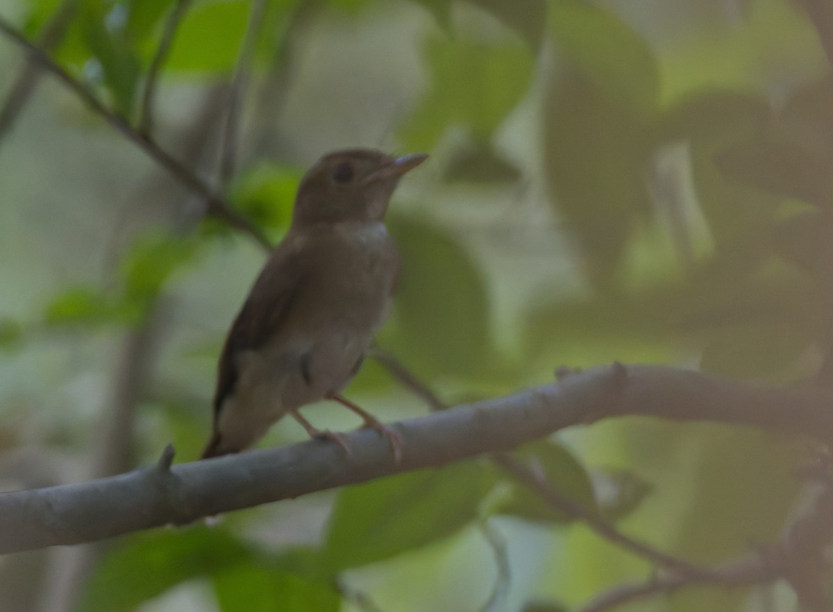 Brown-chested Jungle Flycatcher - ML618550124