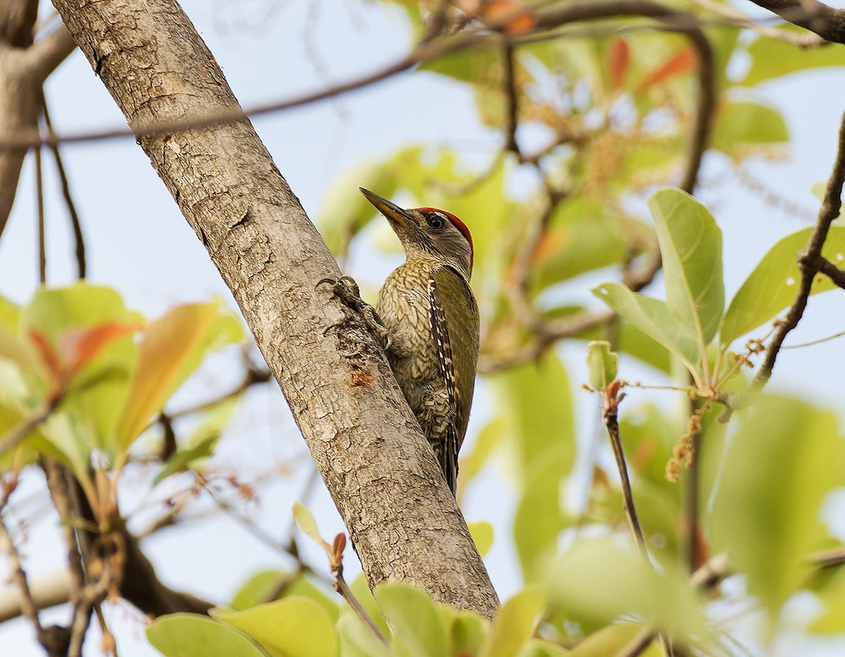 Streak-throated Woodpecker - ML618550132