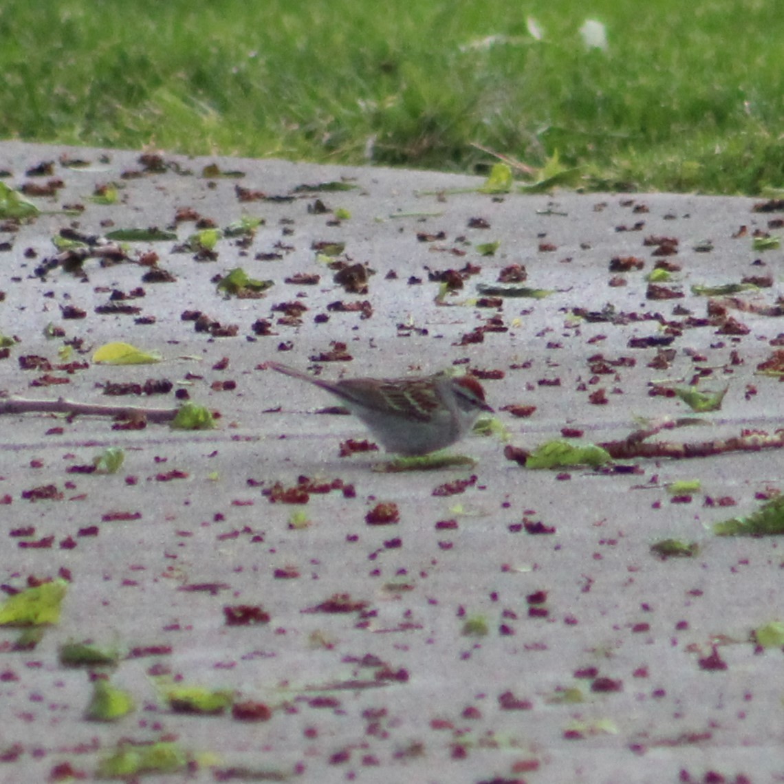 Chipping Sparrow - ML618550167