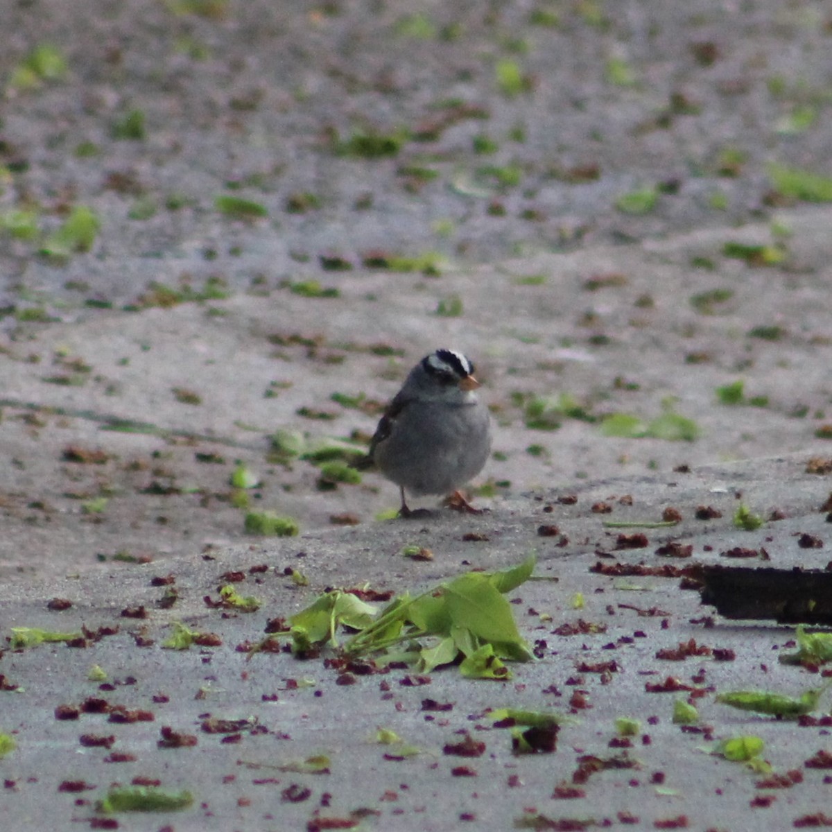 White-crowned Sparrow (Gambel's) - ML618550173
