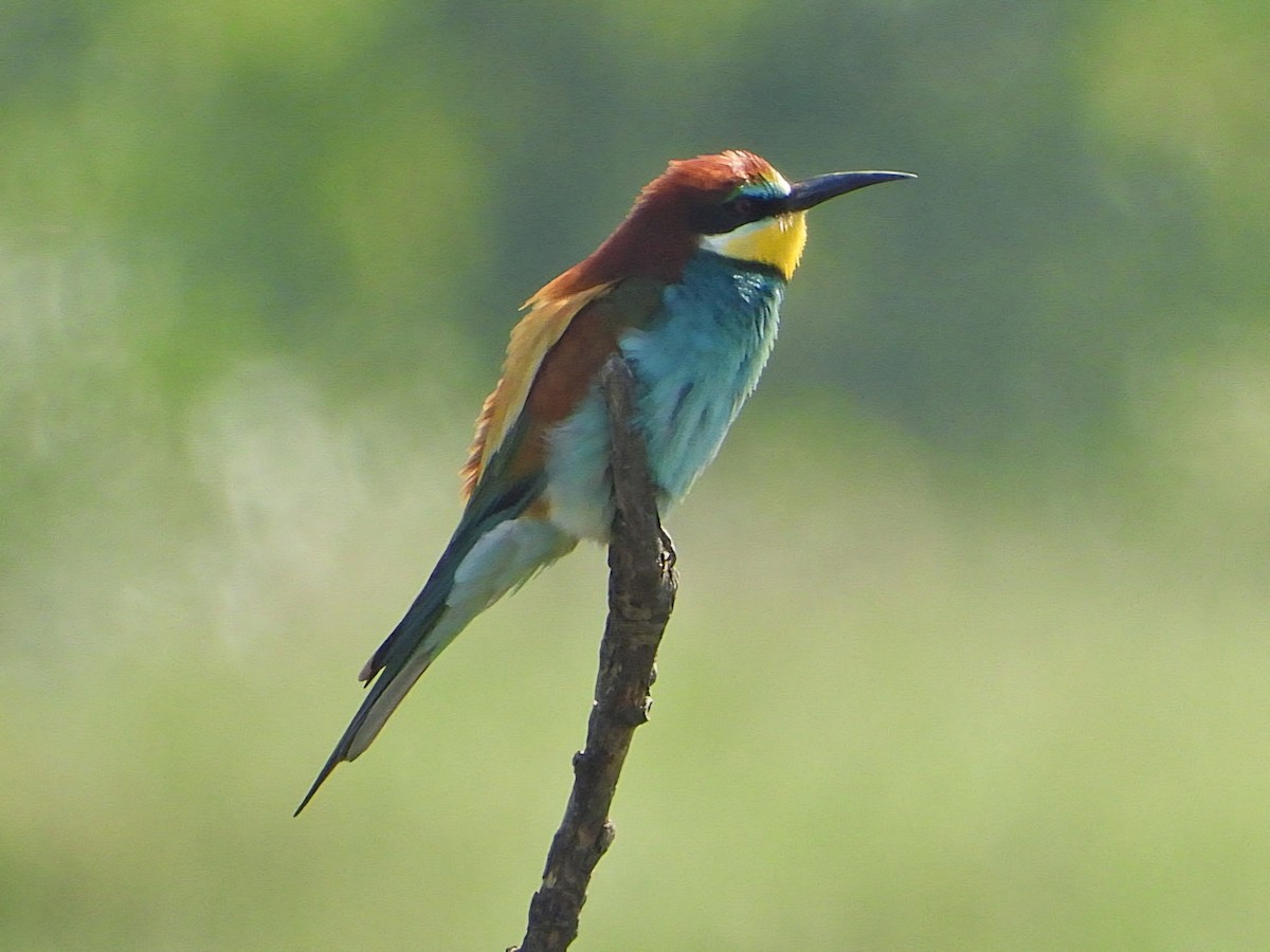 European Bee-eater - ML618550187
