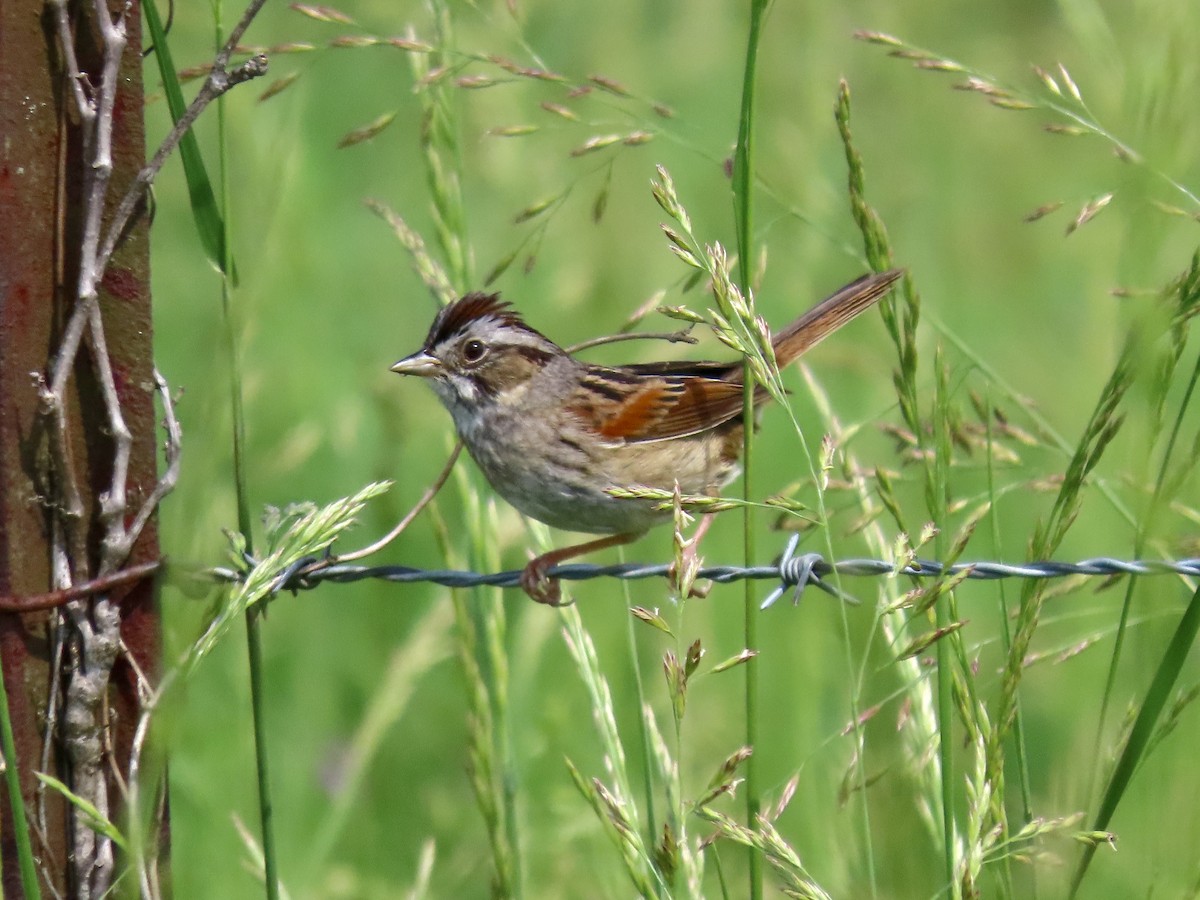 Swamp Sparrow - ML618550191