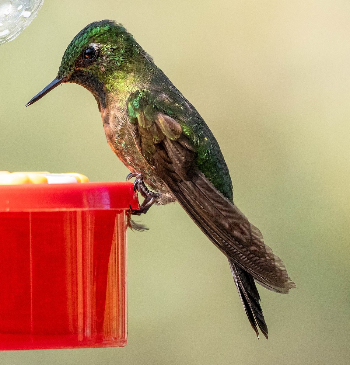 kolibřík dřišťálový - ML618550196