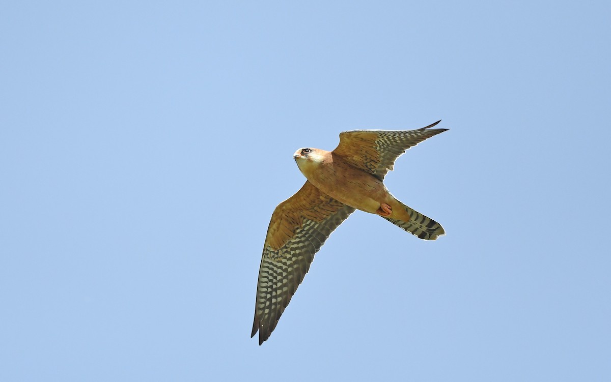 Red-footed Falcon - Christoph Moning