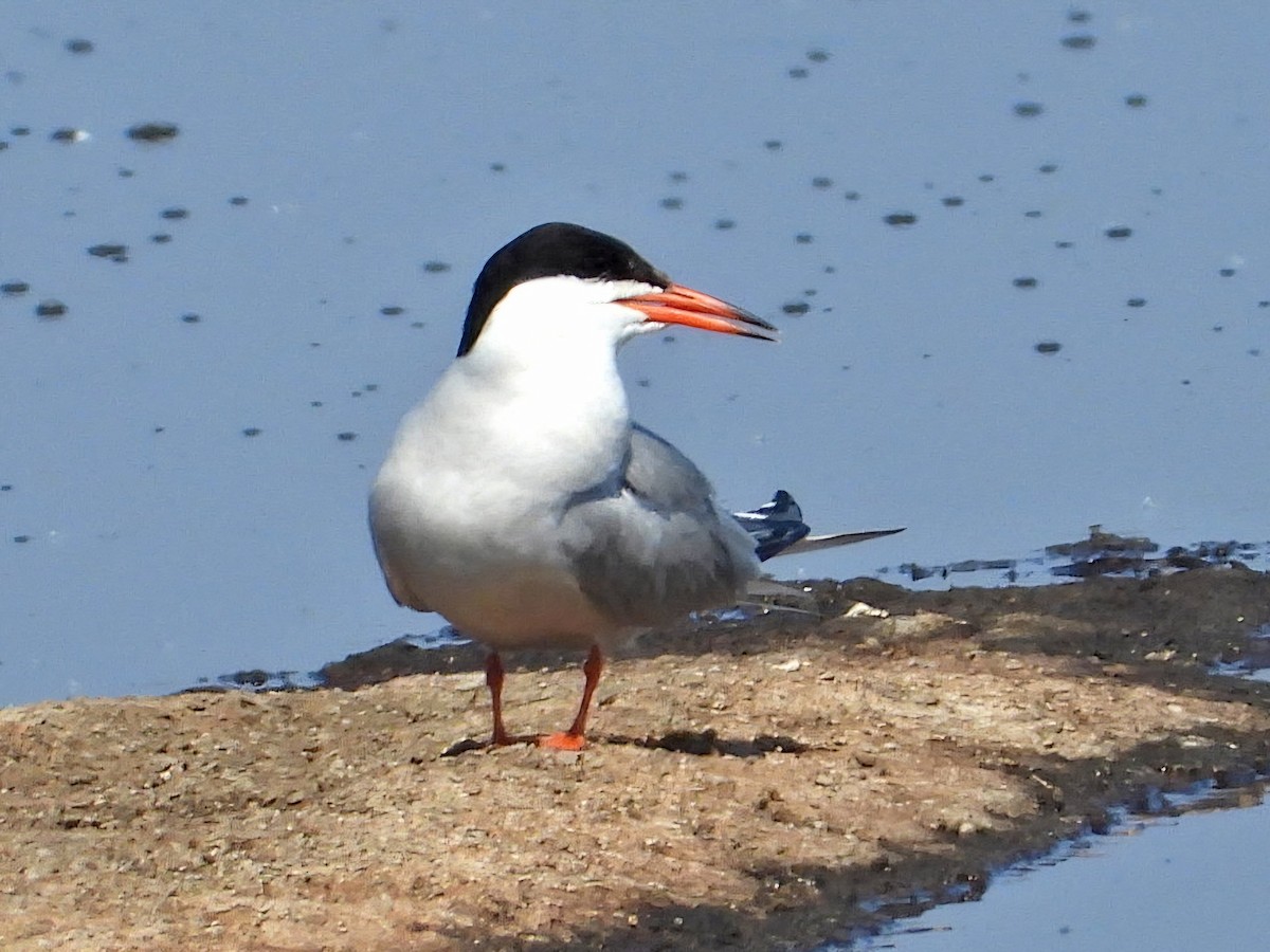 Common Tern - ML618550219
