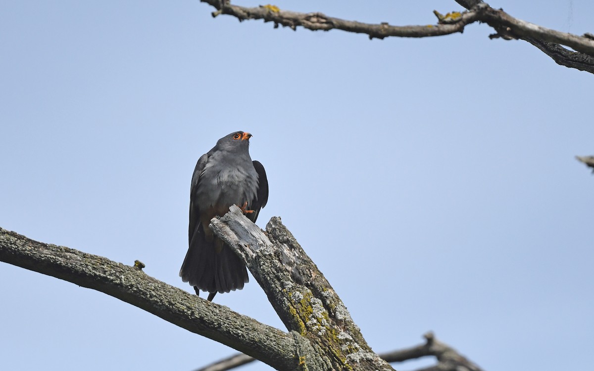 Red-footed Falcon - Christoph Moning