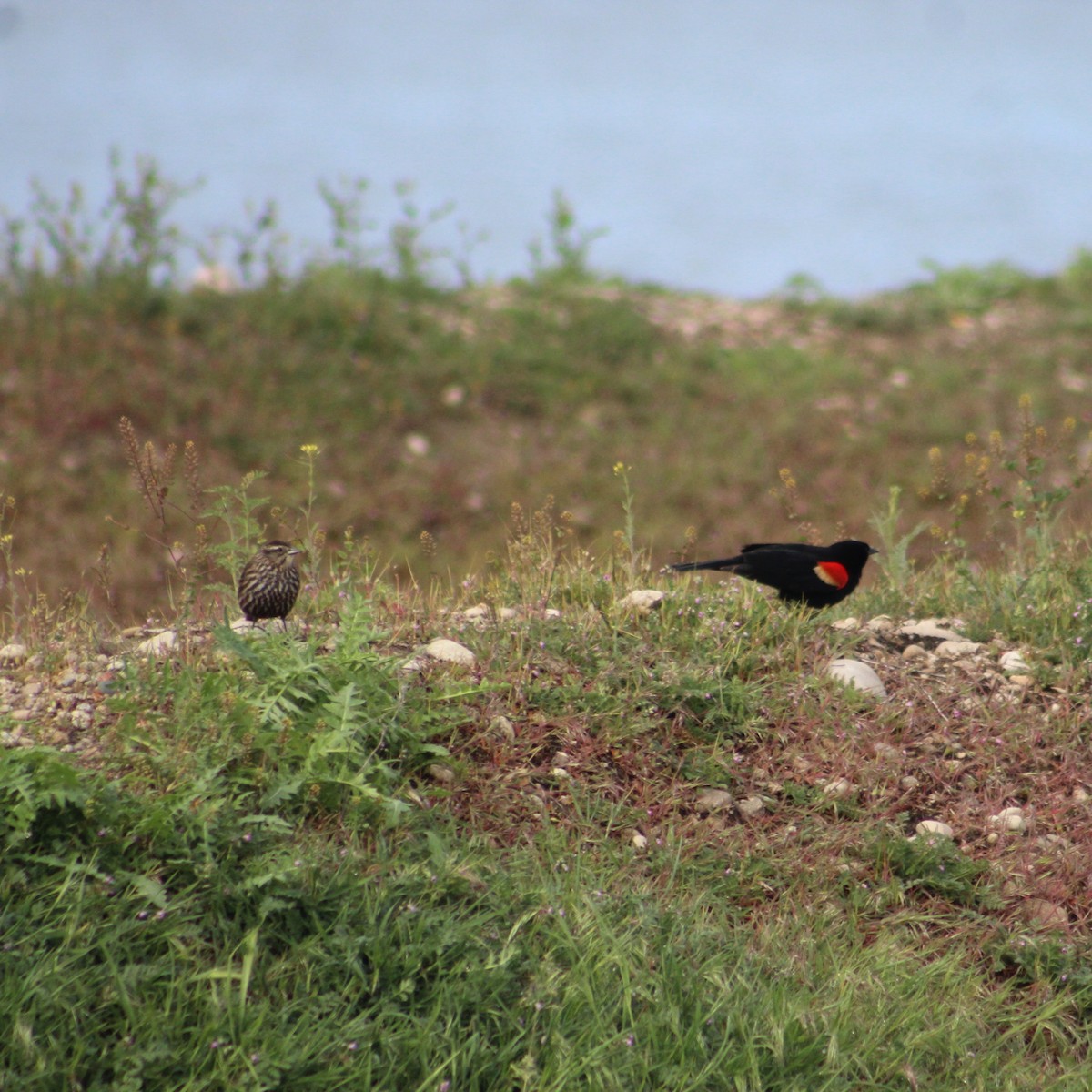 Red-winged Blackbird - ML618550260