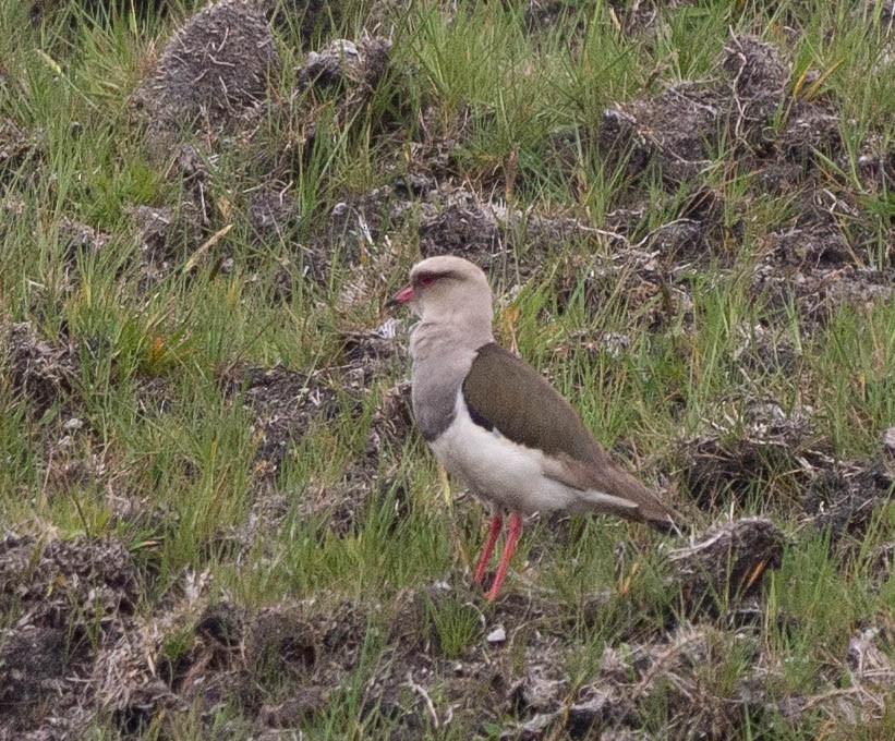 Andean Lapwing - ML618550262