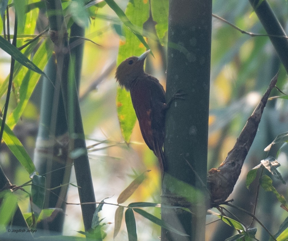 Kızıl Sırtlı Bambu Ağaçkakanı - ML618550267
