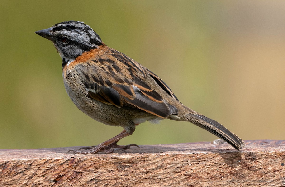 Rufous-collared Sparrow - Richard Thunen