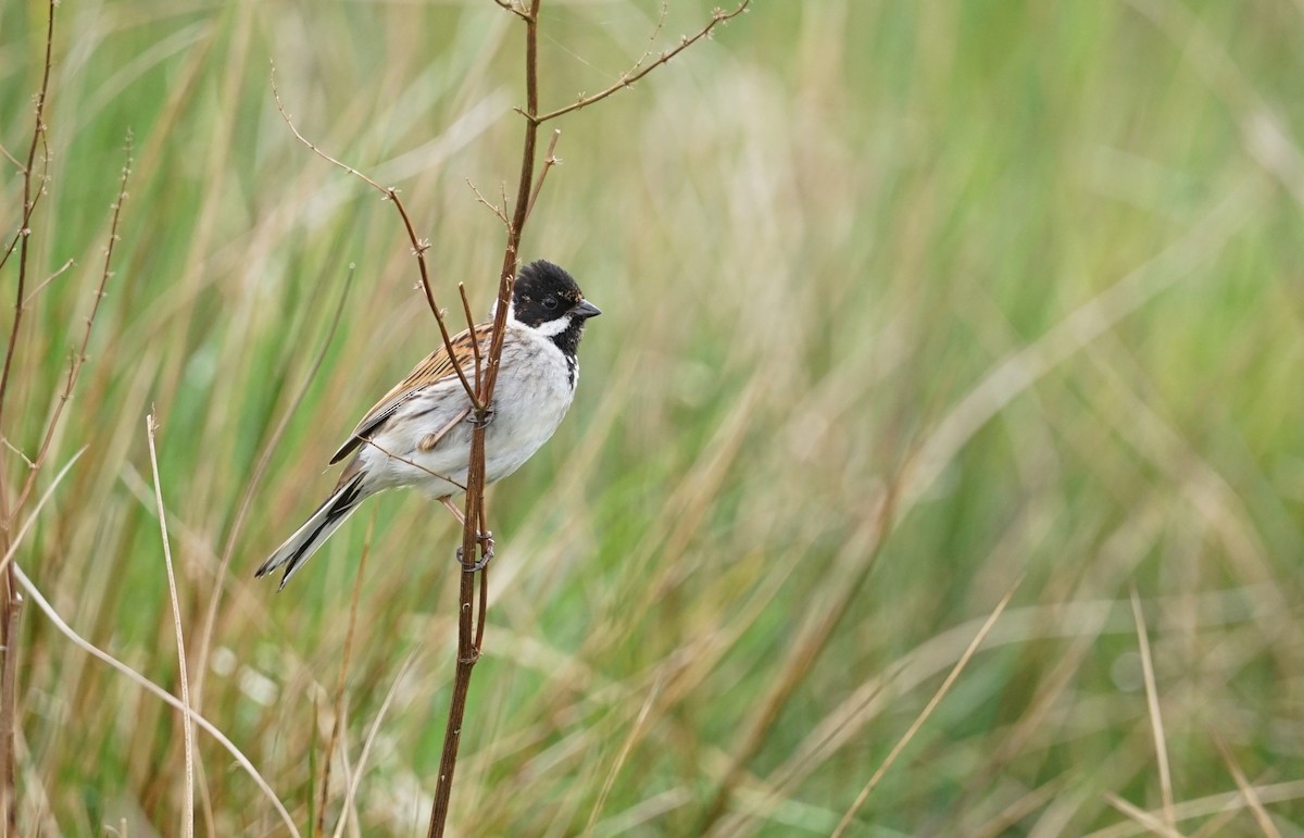 Reed Bunting - Harry Coghill