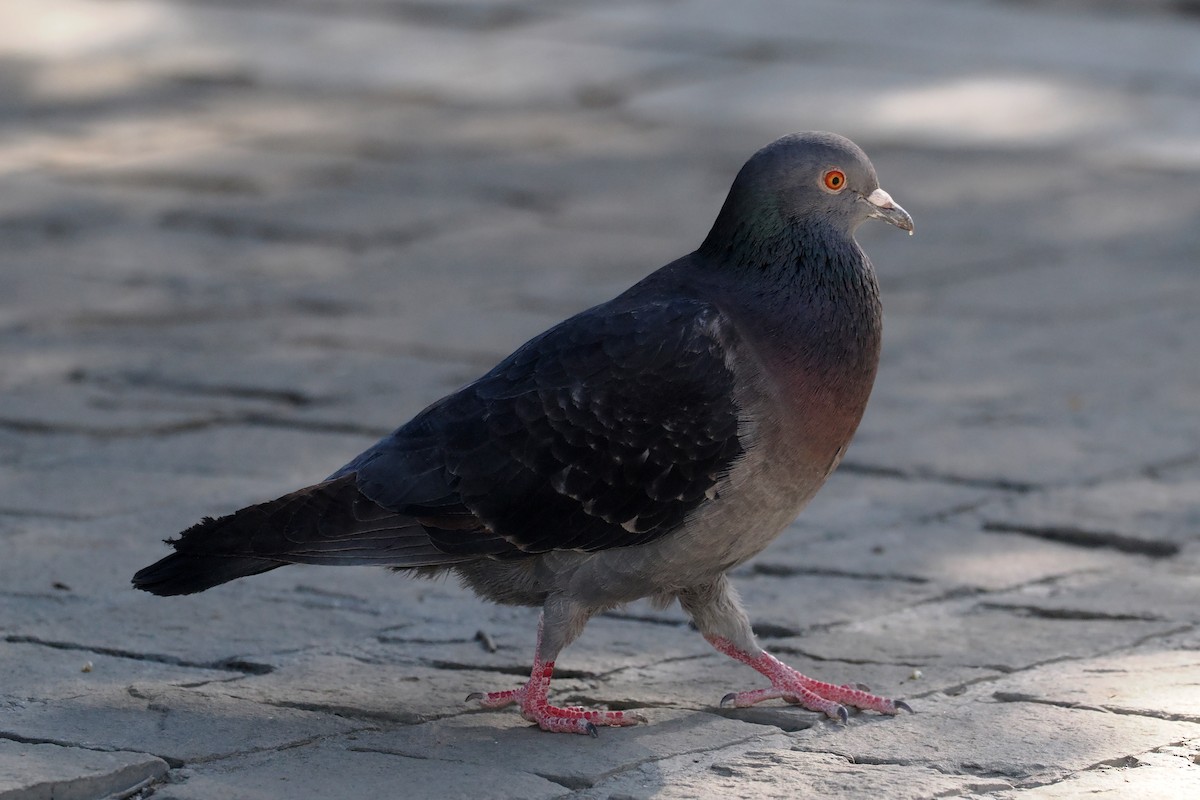 Rock Pigeon (Feral Pigeon) - ML618550309