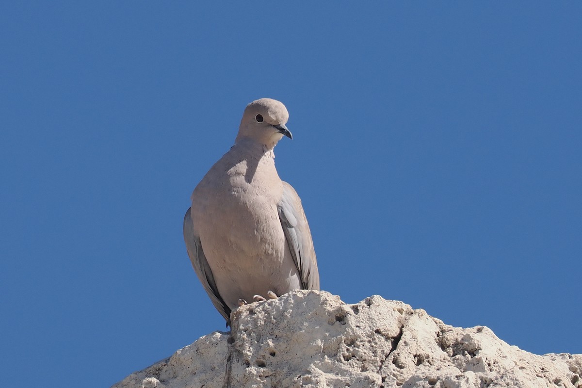 Eurasian Collared-Dove - ML618550313