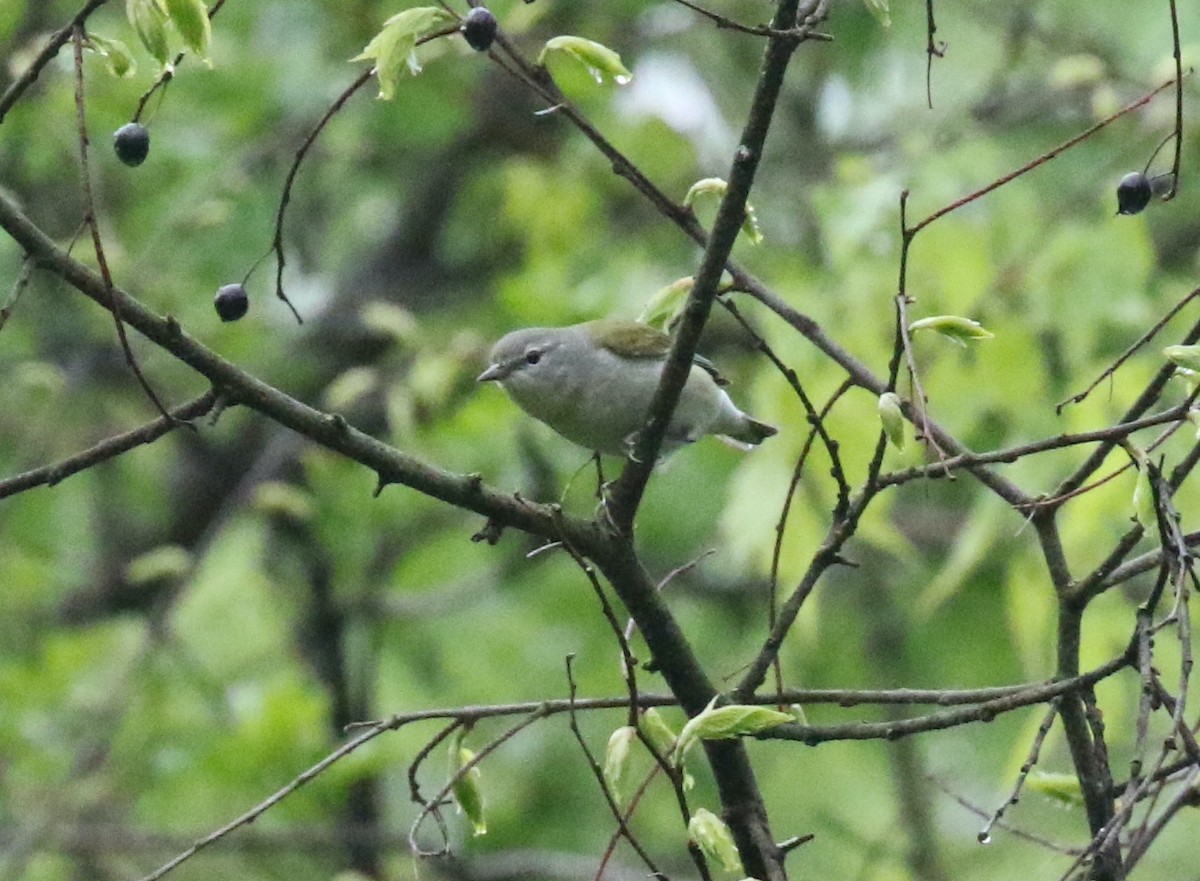 Tennessee Warbler - Andrew Vallely