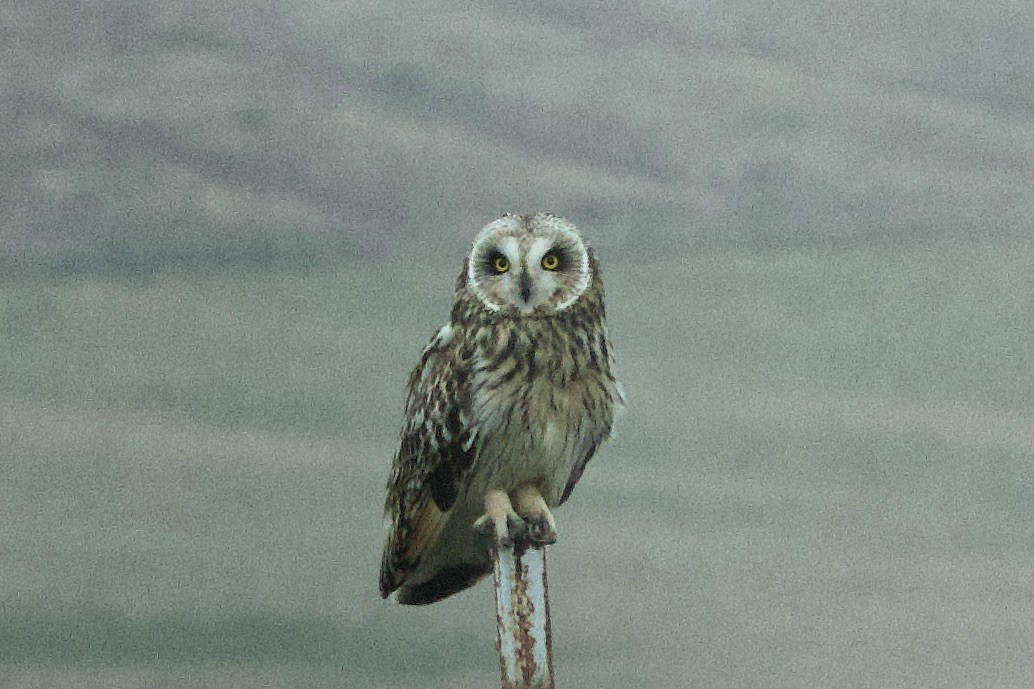 Short-eared Owl (Northern) - ML618550353