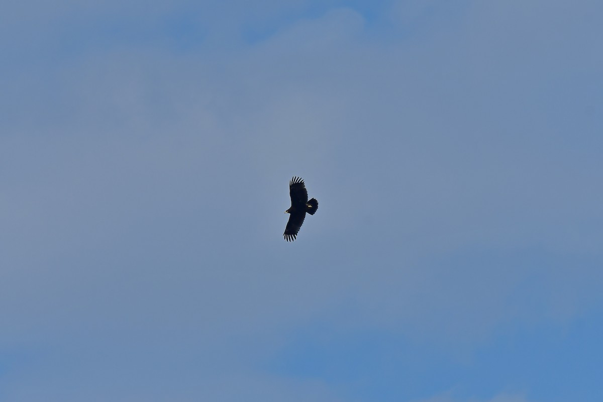 Greater Spotted Eagle - ML618550363
