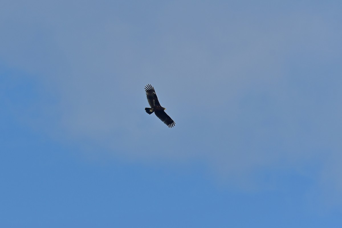 Greater Spotted Eagle - ML618550365