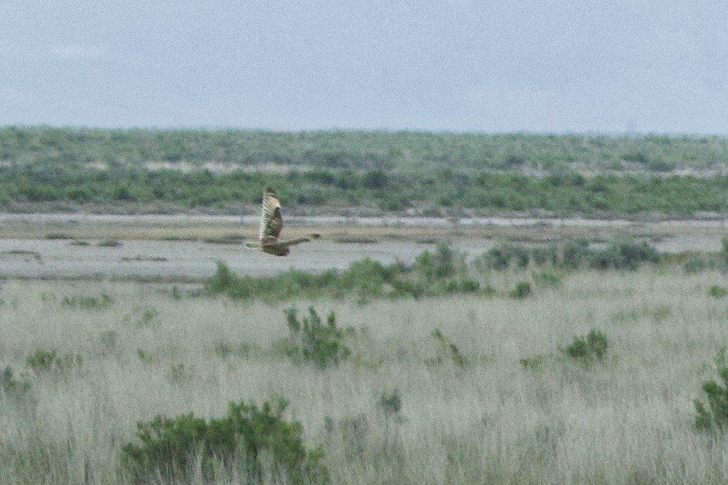 Short-eared Owl (Northern) - ML618550369