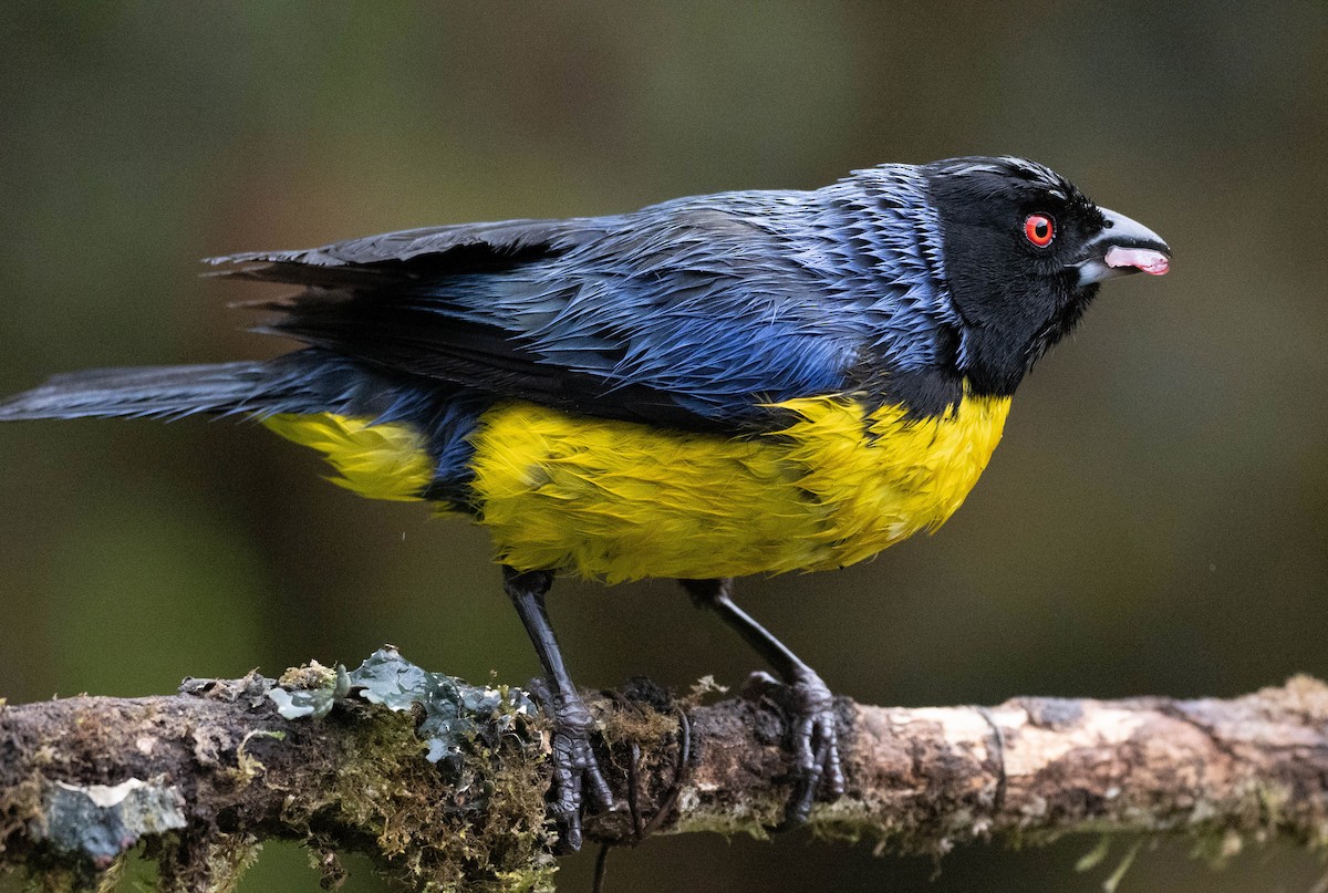 Hooded Mountain Tanager - ML618550372