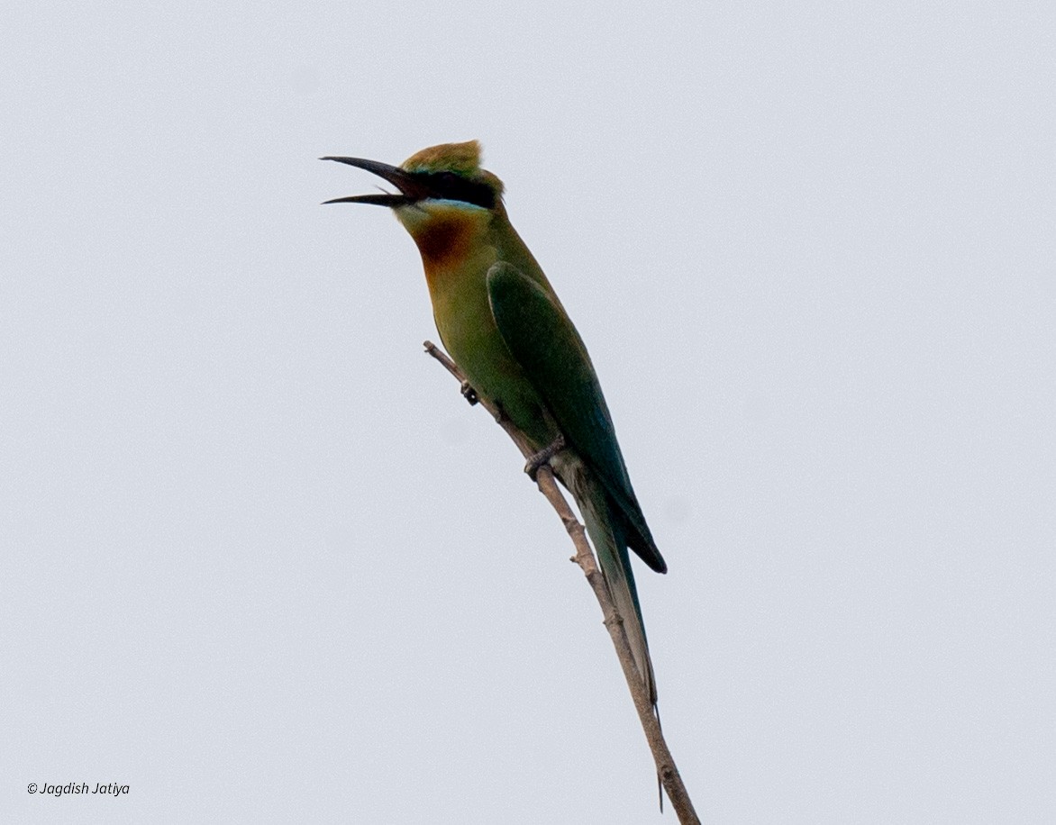 Blue-tailed Bee-eater - ML618550379