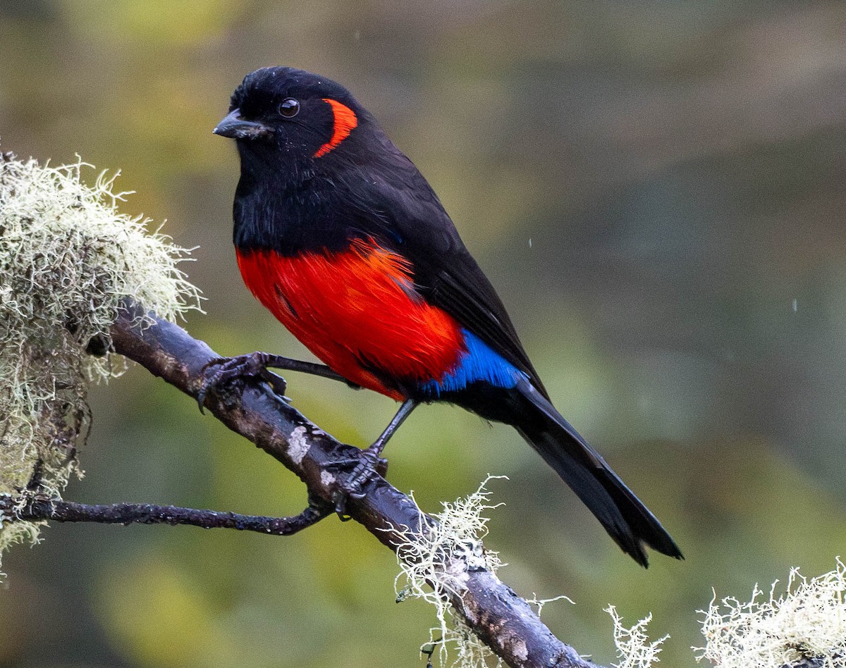 Scarlet-bellied Mountain Tanager - ML618550404