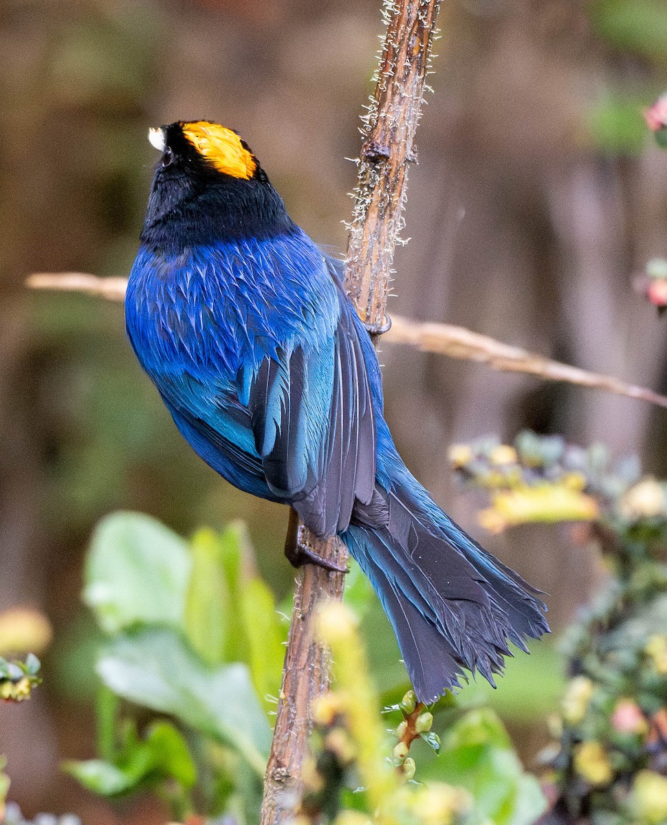 Golden-crowned Tanager - ML618550407