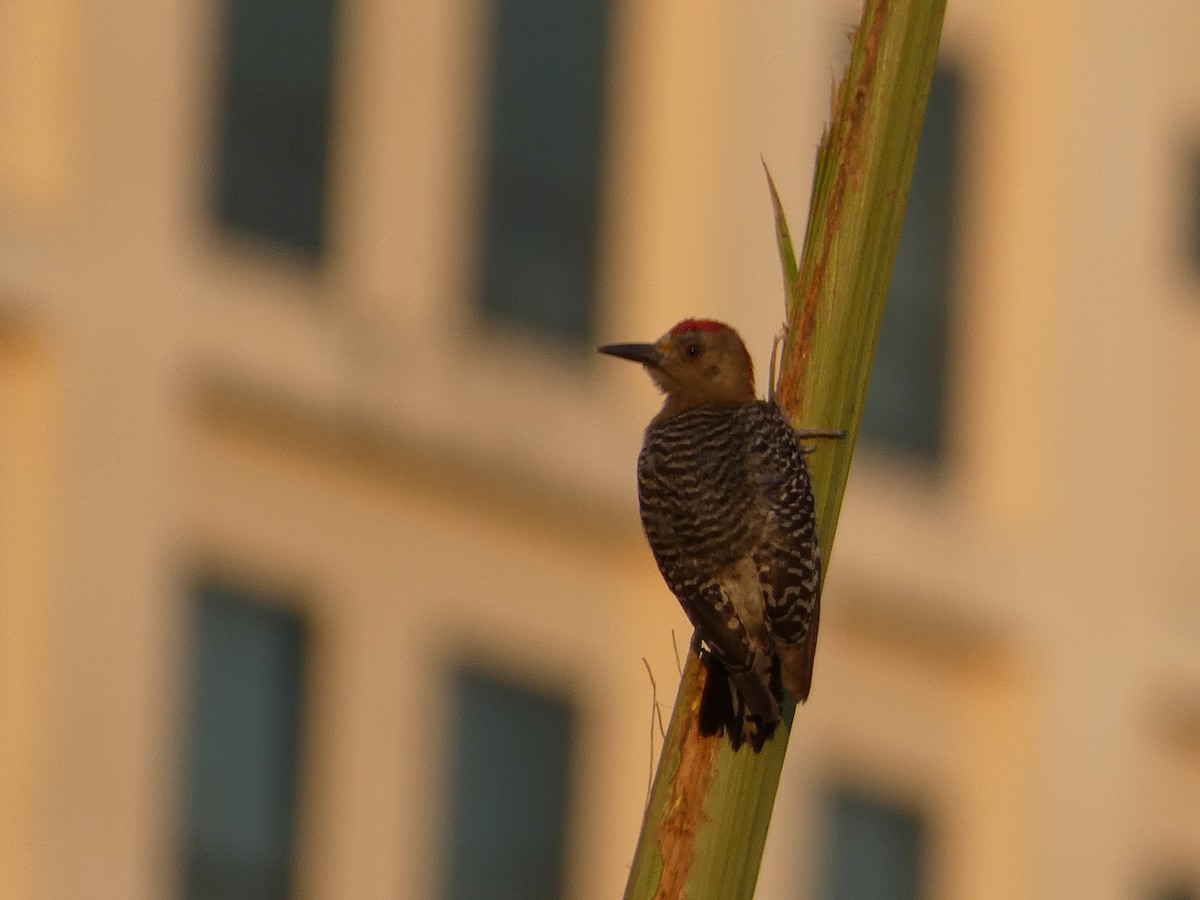 Red-crowned Woodpecker - ML618550469
