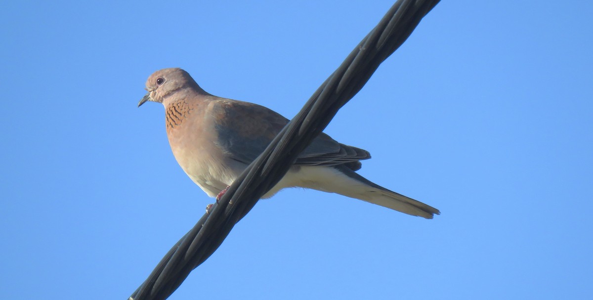 Laughing Dove - ML618550486