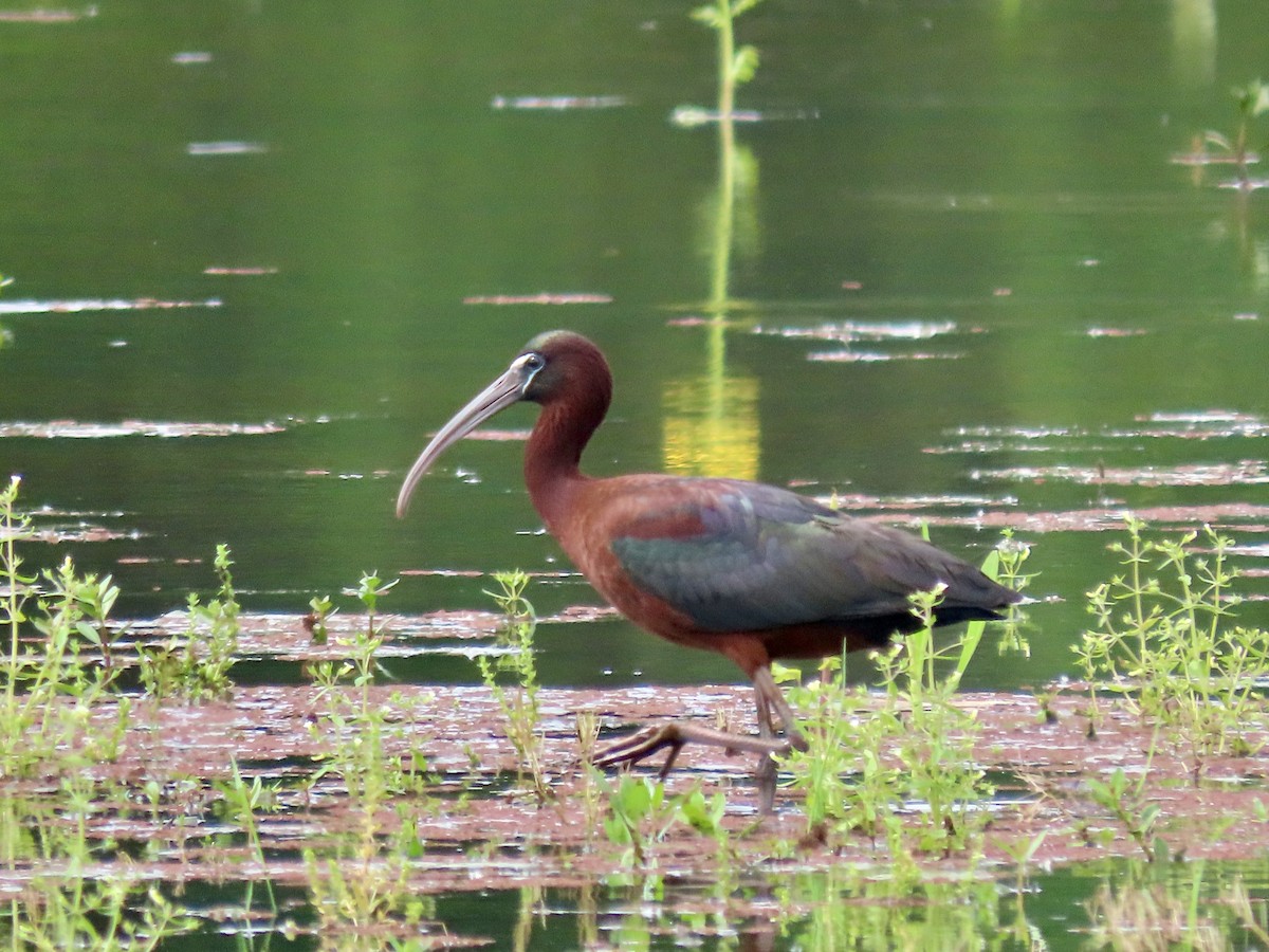 Glossy Ibis - Alan  Troyer