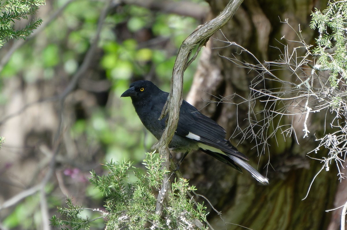 Pied Currawong - ML618550493
