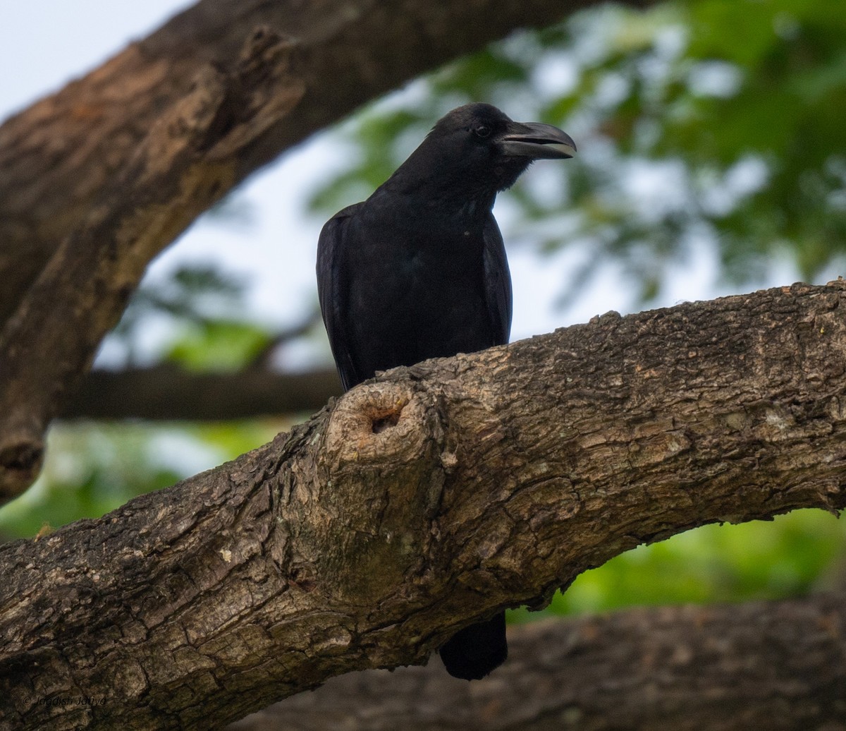 Large-billed Crow (Eastern) - ML618550495