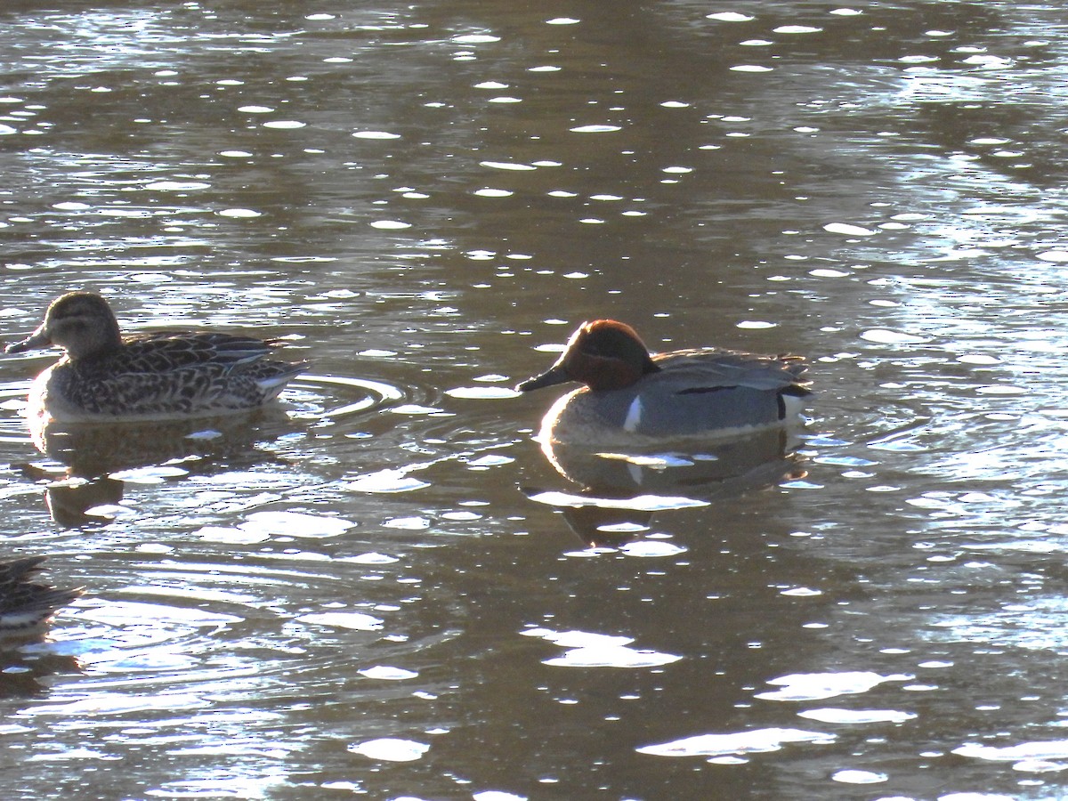 Green-winged Teal - ML618550501