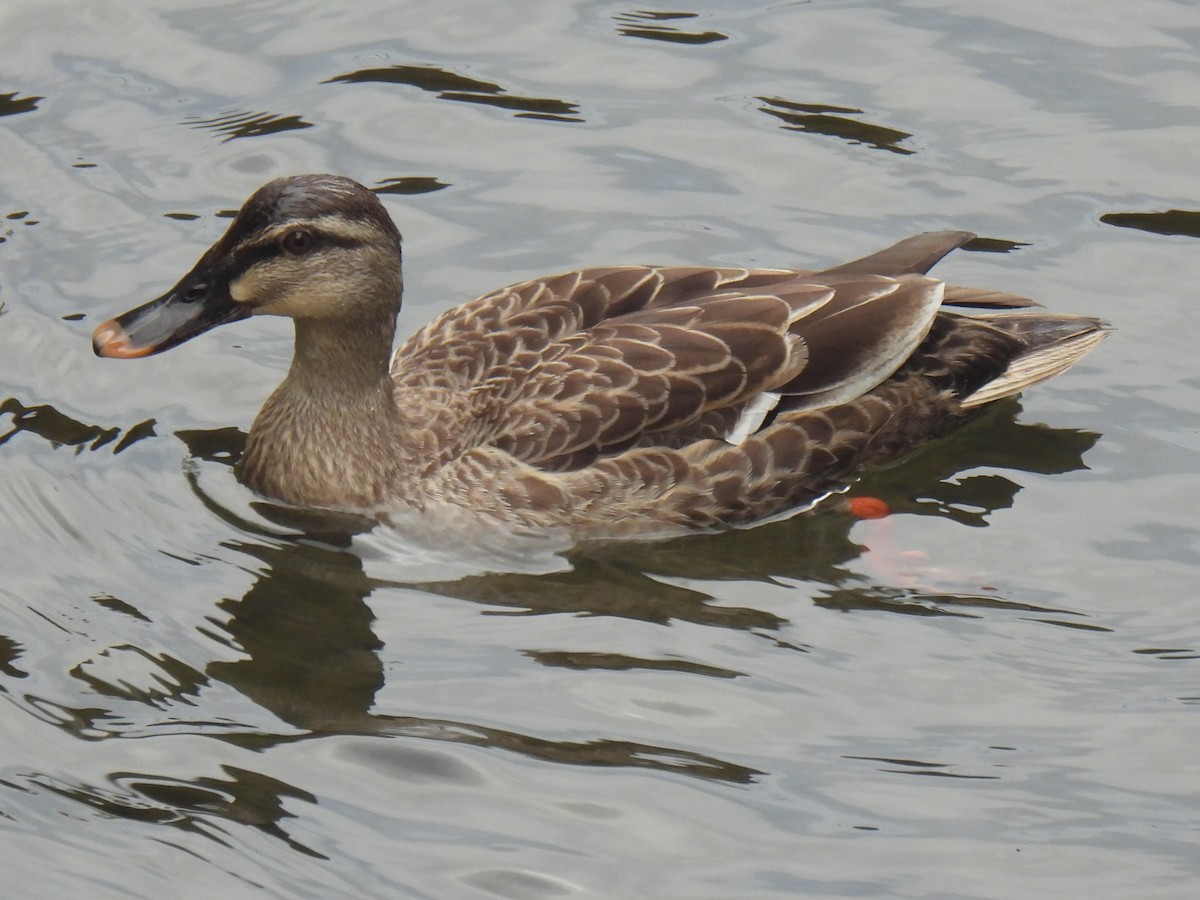 Eastern Spot-billed Duck - ML618550562