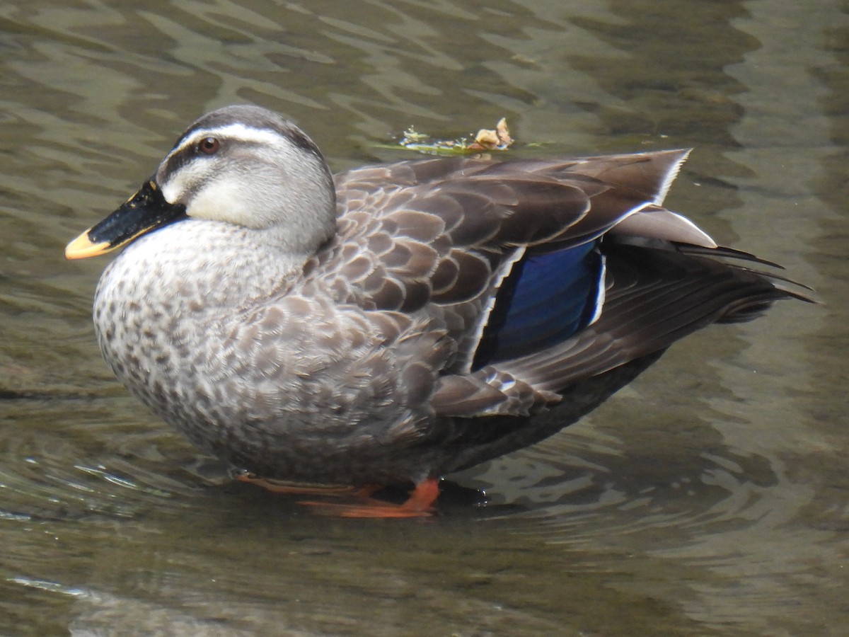 Eastern Spot-billed Duck - ML618550563