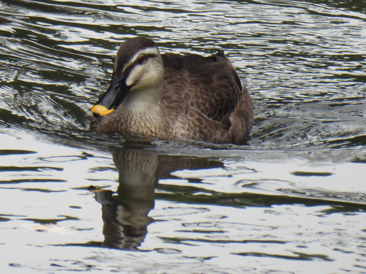 Eastern Spot-billed Duck - ML618550564