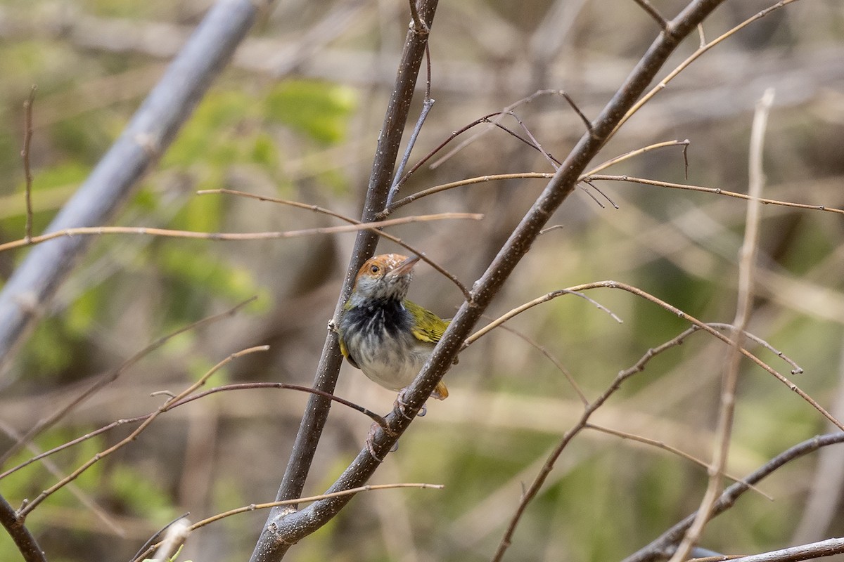 Dark-necked Tailorbird - ML618550591