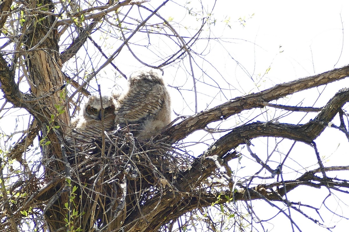 Great Horned Owl - ML618550608