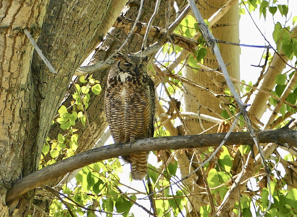 Great Horned Owl - ML618550617