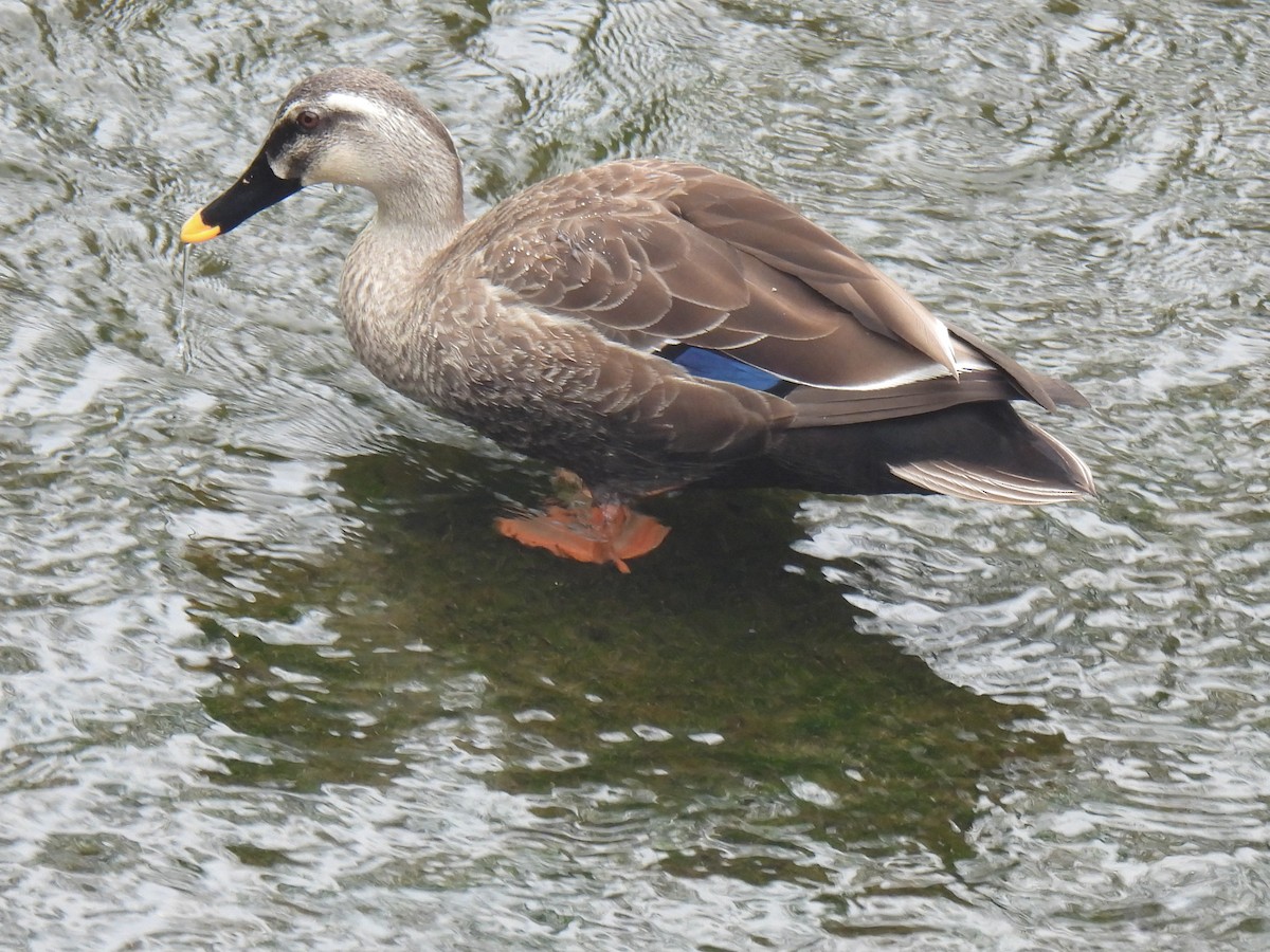Eastern Spot-billed Duck - ML618550652