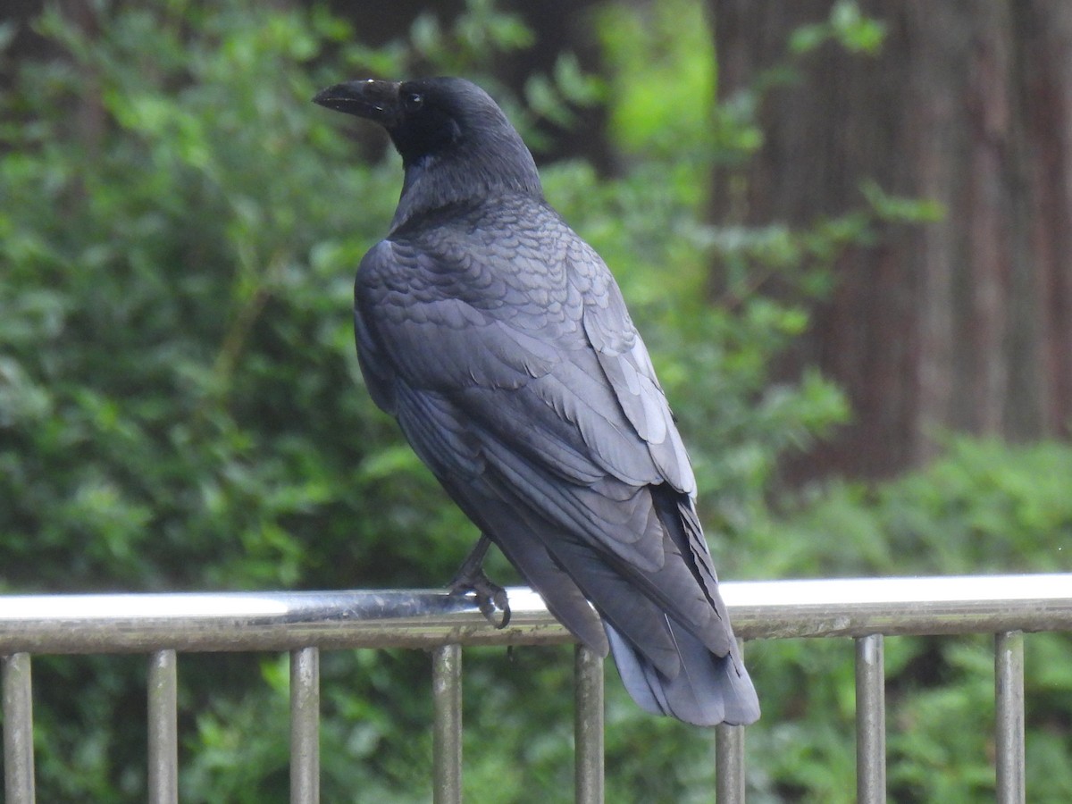 Corvus sp. (crow sp.) - ML618550682