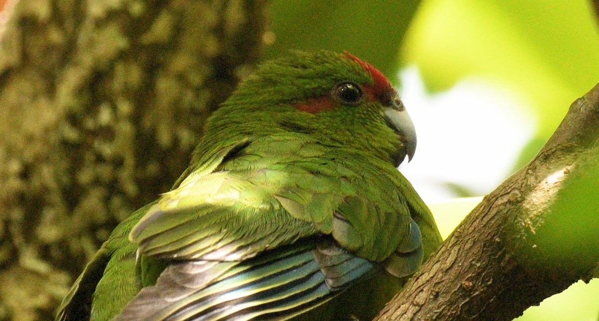 Red-crowned Parakeet - ML618550683