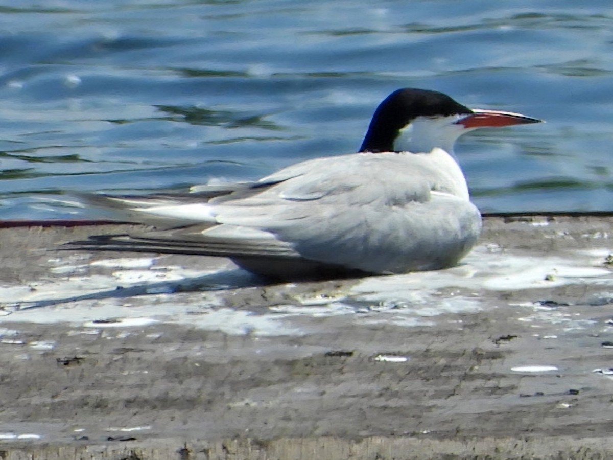 Common Tern - Ivan V