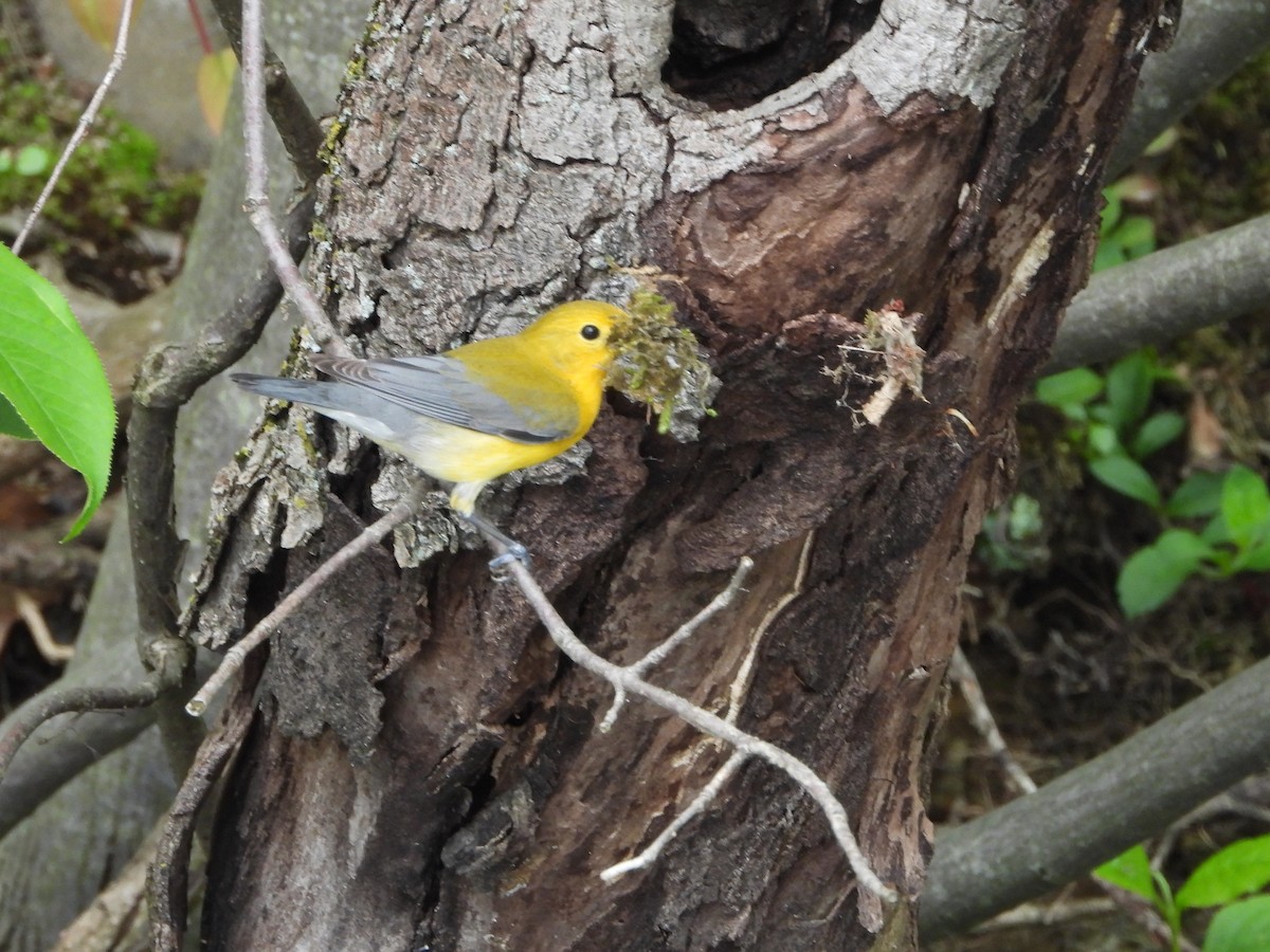 Prothonotary Warbler - ML618550733