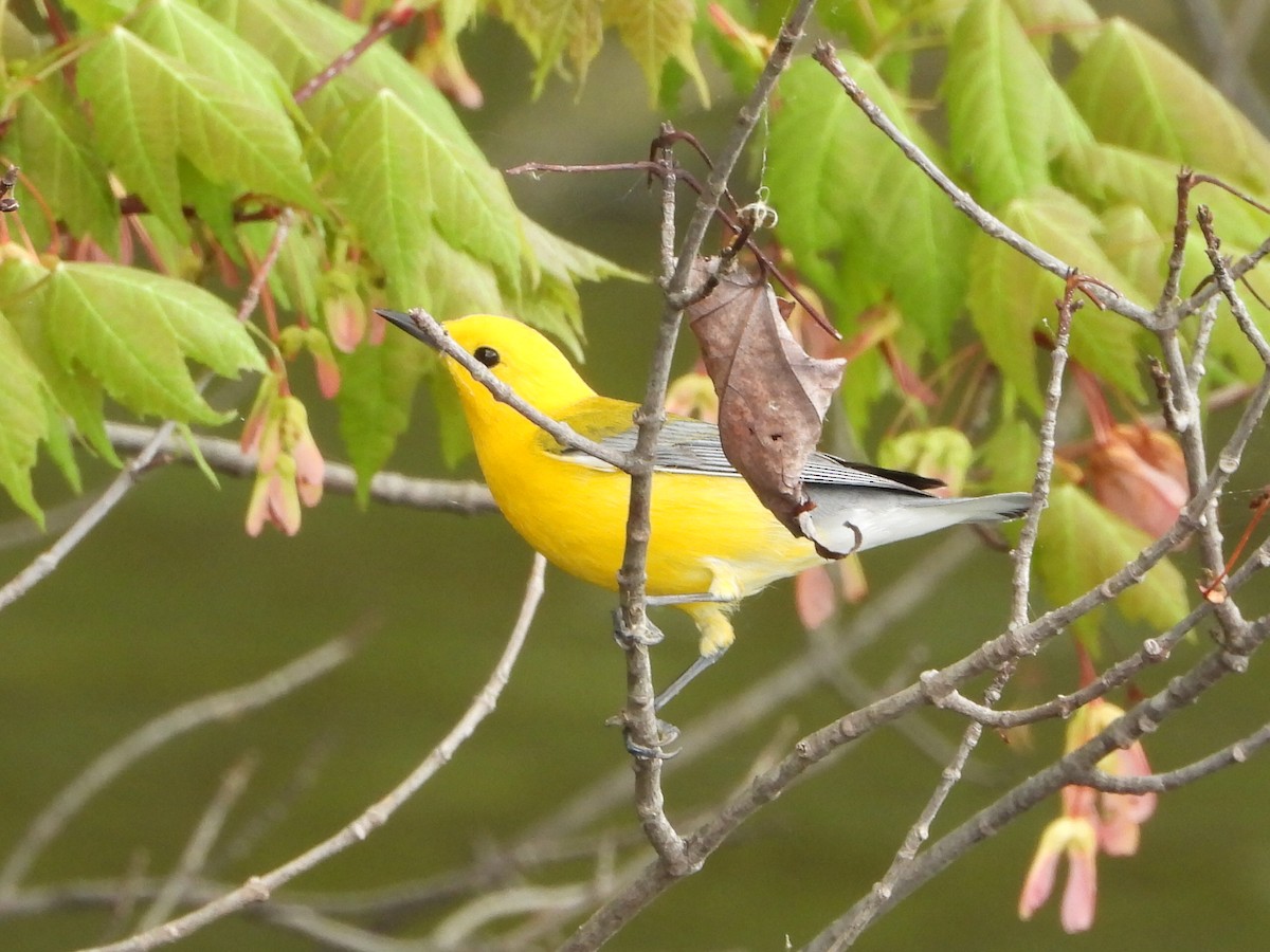 Prothonotary Warbler - ML618550756