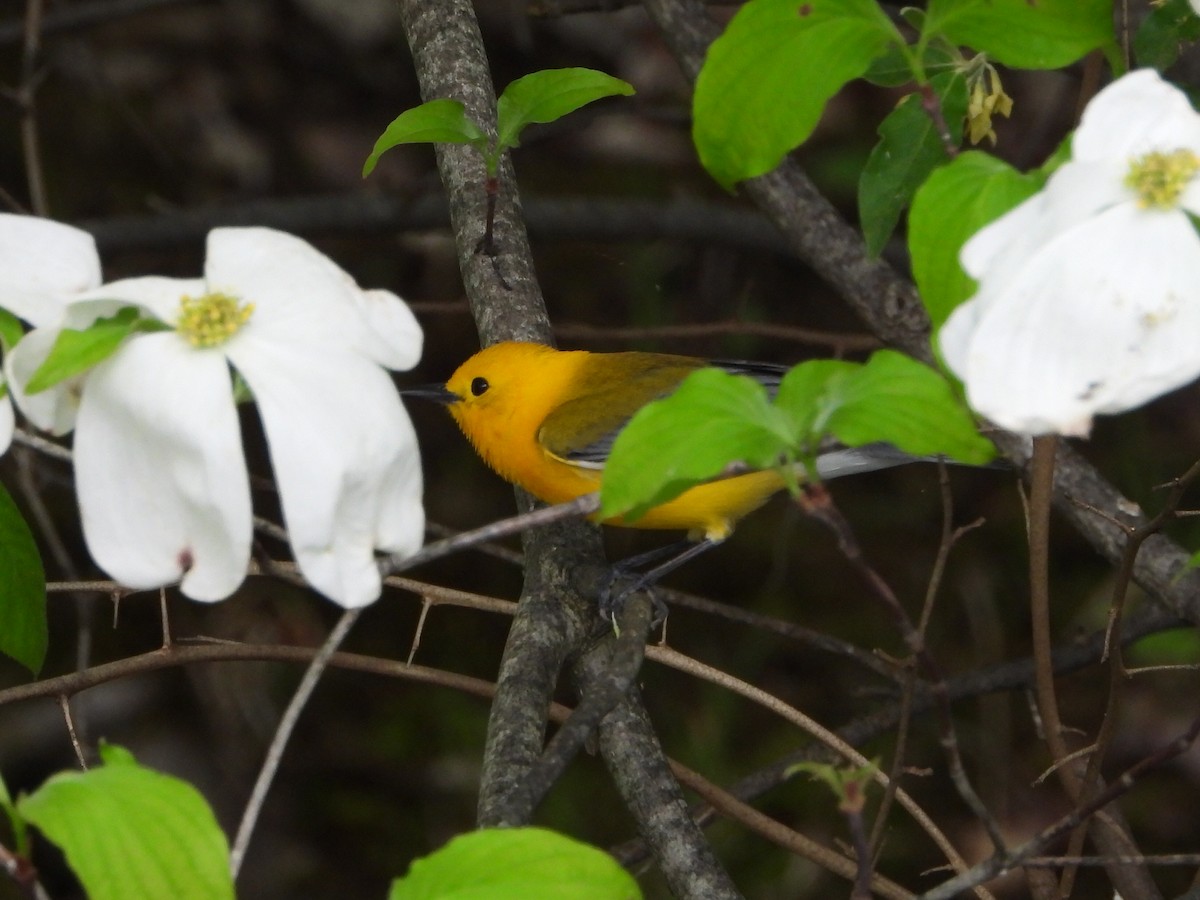 Prothonotary Warbler - ML618550786
