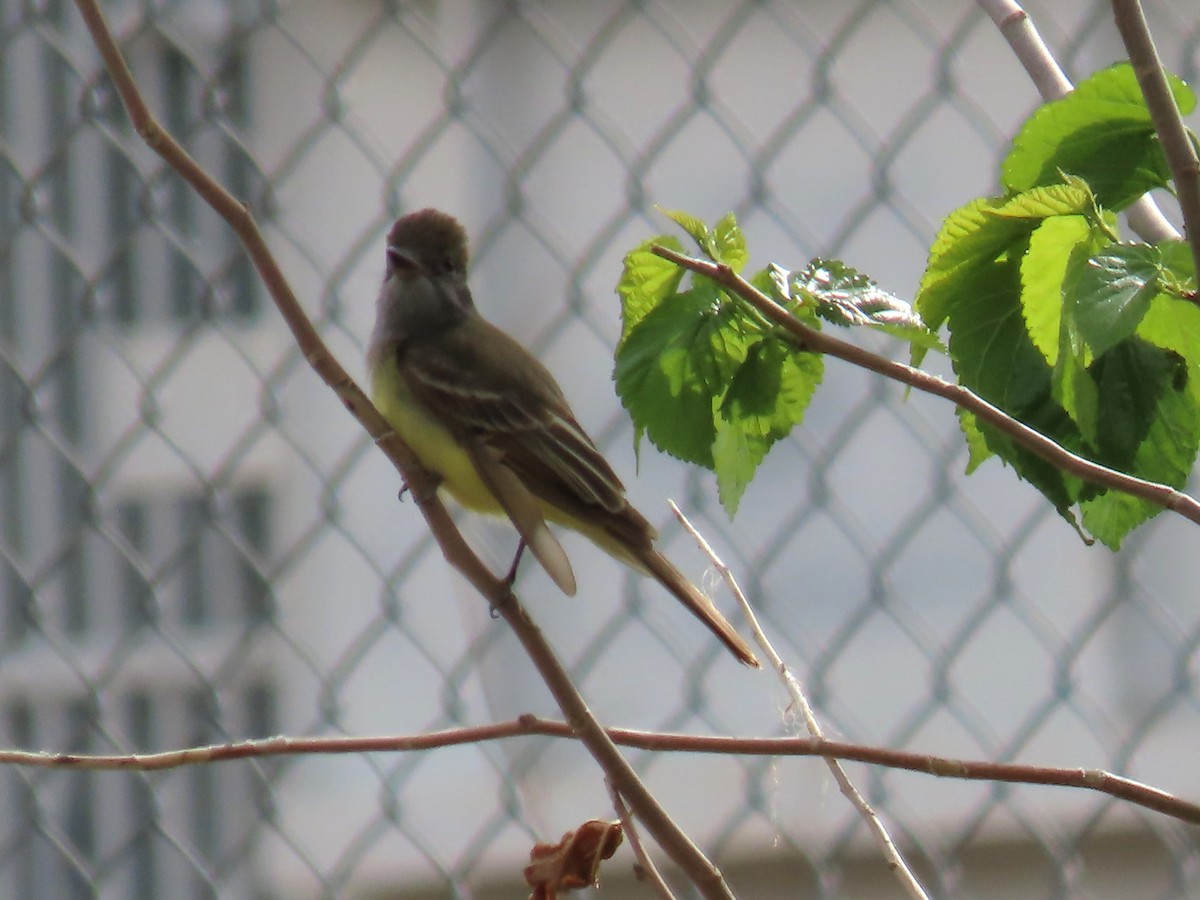 Great Crested Flycatcher - ML618550809