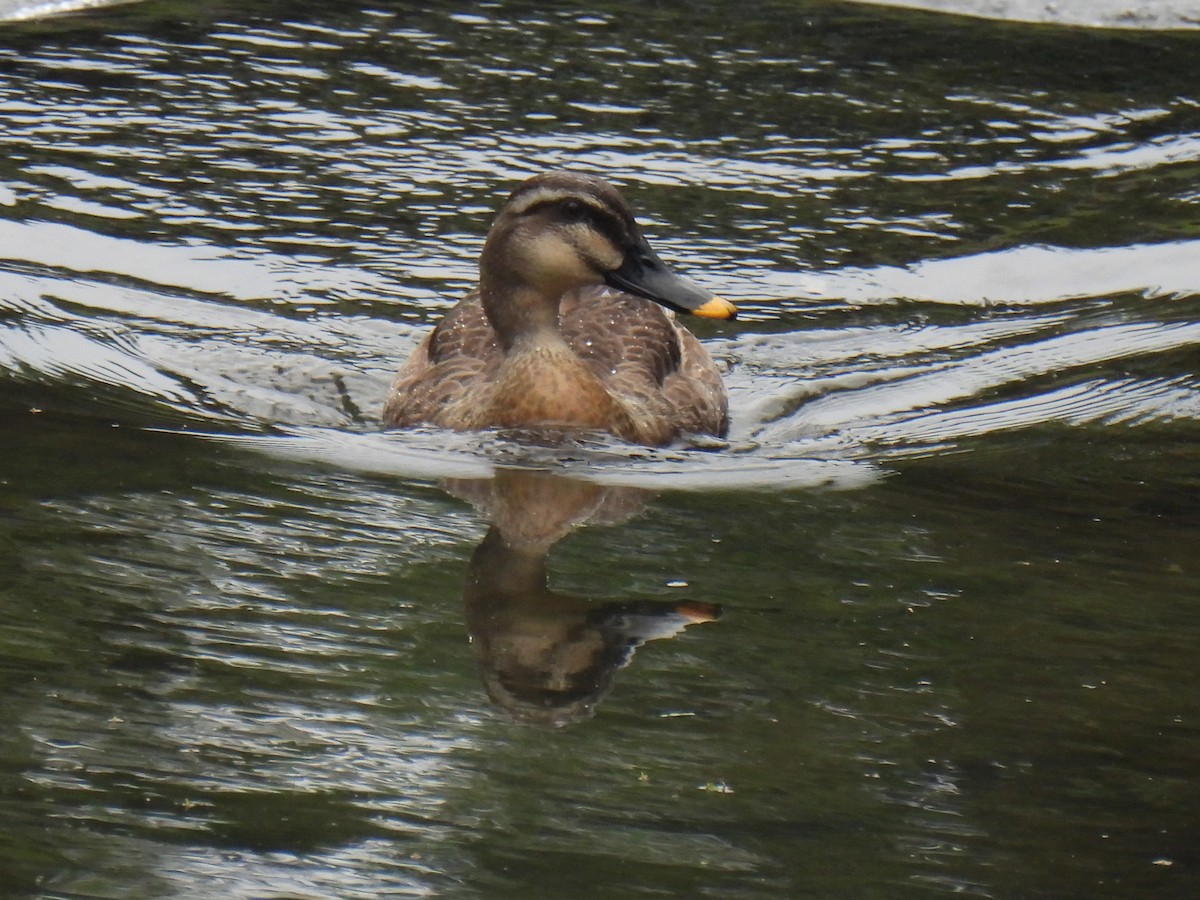 Eastern Spot-billed Duck - Anonymous