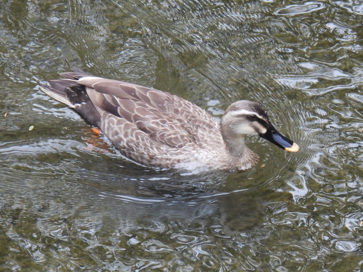 Eastern Spot-billed Duck - ML618550819
